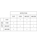 Anti-h AFP 5108 SP-5