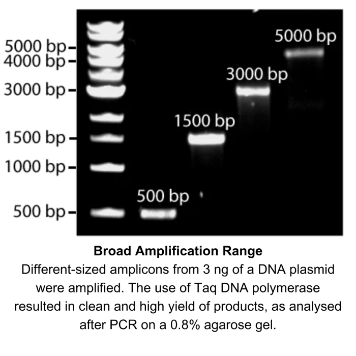 Dna Polymerase In Pcr